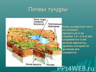Почвы тундры Почва за короткое лето не успевает прогреться и на глубине 1,5—2 м