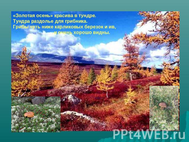 «Золотая осень» красива в тундре. Тундра раздолье для грибника. Грибы чуть ниже карликовых березок и ив, и очень хорошо видны.