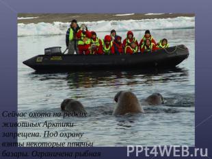 Сейчас охота на редких животных Арктики запрещена. Под охрану взяты некоторые пт