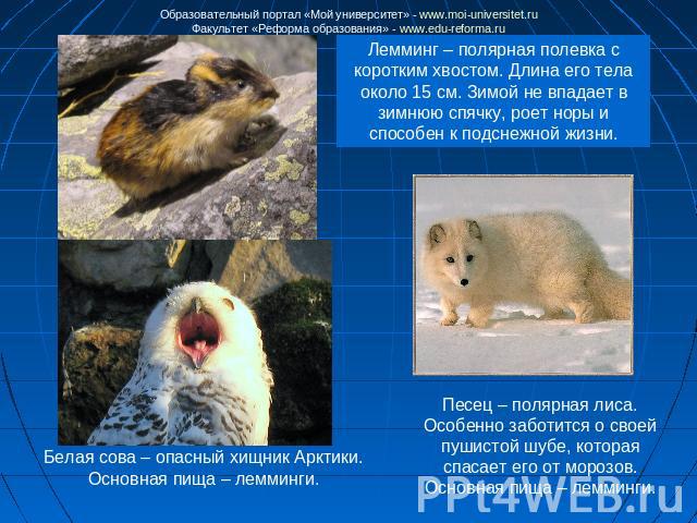 Лемминг – полярная полевка с коротким хвостом. Длина его тела около 15 см. Зимой не впадает в зимнюю спячку, роет норы и способен к подснежной жизни.Белая сова – опасный хищник Арктики. Основная пища – лемминги.Песец – полярная лиса. Особенно заботи…