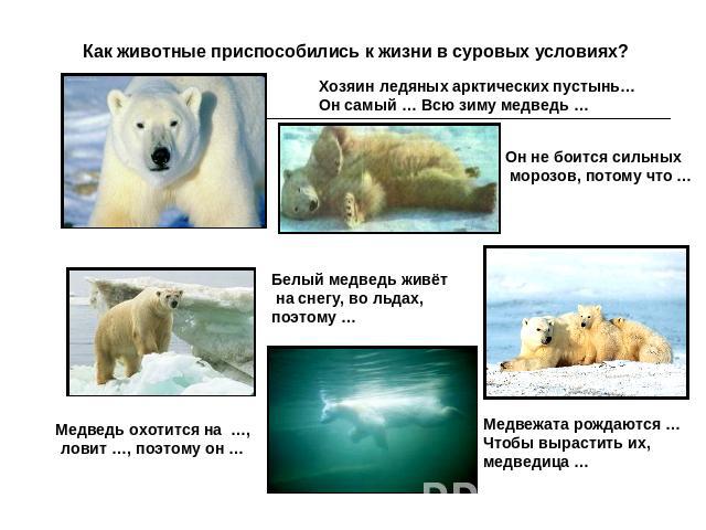 Как животные приспособились к жизни в суровых условиях? Хозяин ледяных арктических пустынь… Он самый … Всю зиму медведь …Он не боится сильных морозов, потому что …Белый медведь живёт на снегу, во льдах, поэтому …Медвежата рождаются …Чтобы вырастить …