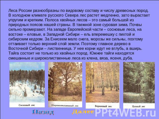 Леса России разнообразны по видовому составу и числу древесных пород. В холодном климате русского Севера лес растет медленно, зато вырастает упругим и крепким. Полоса хвойных лесов – это самый большой из природных поясов нашей страны. В таежной зоне…