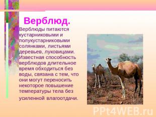 Верблюд. Верблюды питаются кустарниковыми и полукустарниковыми солянками, листья