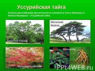 Уссурийская тайга Особым разнообразием растительности отличаются леса в Приморье