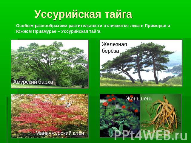 Уссурийская тайга Особым разнообразием растительности отличаются леса в Приморье и Южном Приамурье – Уссурийская тайга.