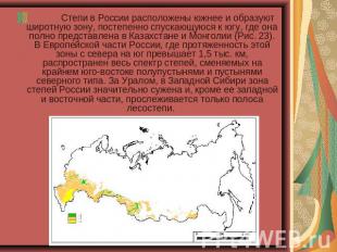            Степи в России расположены южнее и образуют широтную зону, постепенн