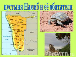 пустыня Намиб и её обитатели
