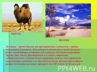 Верблюд.эфемерыПустыня – группа биомов, распространённых в областях с крайне зас