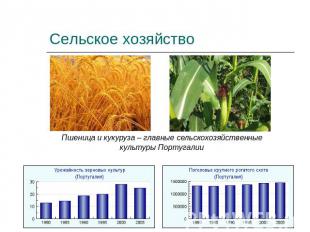 Сельское хозяйство Пшеница и кукуруза – главные сельскохозяйственныекультуры Пор