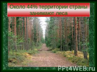 Около 44% территории страны занимают леса