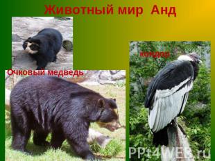Животный мир АндОчковый медведькондор