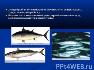 25 видов рыб имеют промысловое значение, в т.ч. анчоус, макрель, тунцы, мачете,