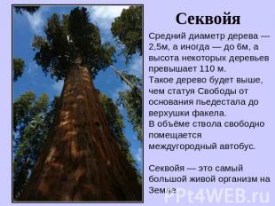 Секвойя Средний диаметр дерева — 2,5м, а иногда — до 6м, а высота некоторых дере