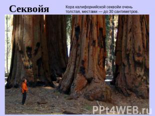 Секвойя Кора калифорнийской секвойи очень толстая, местами — до 30 сантиметров.