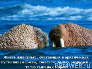 Жизнь животных , обитающих в арктических пустынях (моржей, тюленей, белых медвед