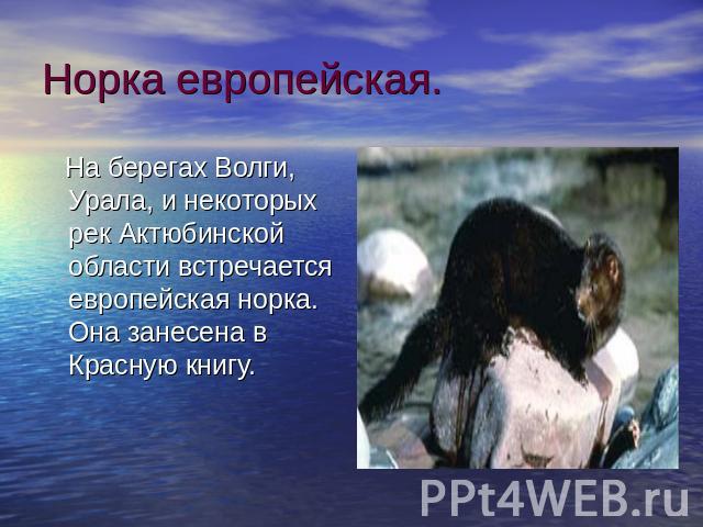 Норка европейская. На берегах Волги, Урала, и некоторых рек Актюбинской области встречается европейская норка. Она занесена в Красную книгу.