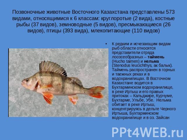 Позвоночные животные Восточного Казахстана представлены 573 видами, относящимися к 6 классам: круглоротые (2 вида), костные рыбы (37 видов), земноводные (5 видов), пресмыкающиеся (26 видов), птицы (393 вида), млекопитающие (110 видов) К редким и исч…