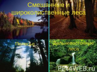 Смешанные и широколиственные леса ПолесьеДальневосточные леса