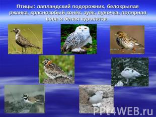Птицы: лапландский подорожник, белокрылая ржанка, краснозобый конёк, зуёк, пуноч