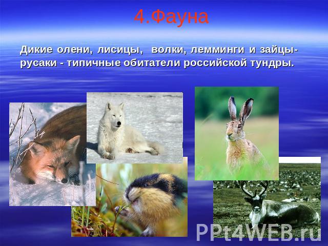 4.ФаунаДикие олени, лисицы, волки, лемминги и зайцы-русаки - типичные обитатели российской тундры.