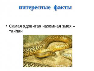 интересные факты Самая ядовитая наземная змея – тайпан