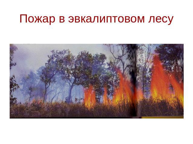 Пожар в эвкалиптовом лесу