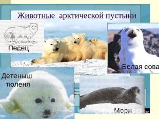 Животные арктической пустыни Песец Детеныш тюленяМорж Белая сова