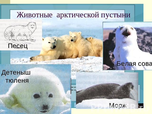 Животные арктической пустыни Песец Детеныш тюленяМорж Белая сова