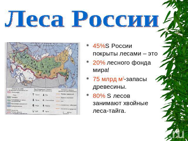 Леса России 45%S России покрыты лесами – это20% лесного фонда мира!75 млрд м3-запасы древесины.80% S лесов занимают хвойные леса-тайга.