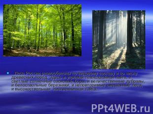   Леса России разнообразны по видовому составу и по числу древесных пород. Здесь