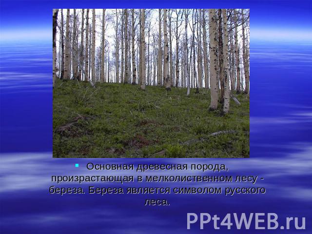 Основная древесная порода, произрастающая в мелколиственном лесу - береза. Береза является символом русского леса.
