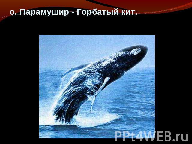 о. Парамушир - Горбатый кит.