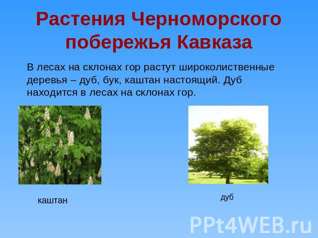 Растения Черноморского побережья Кавказа В лесах на склонах гор растут широколиственные деревья – дуб, бук, каштан настоящий. Дуб находится в лесах на склонах гор.