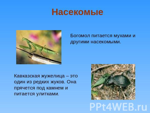 Насекомые Богомол питается мухами и другими насекомыми.Кавказская жужелица – это один из редких жуков. Она прячется под камнем и питается улитками.