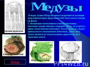 Медузы В водах залива Петра Великого встречаются жалящие медузы(некоторых предст