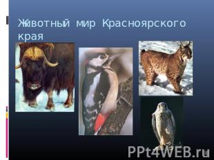 Животный мир Красноярского края
