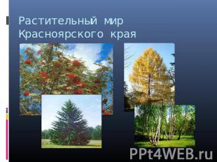 Растительный мир Красноярского края