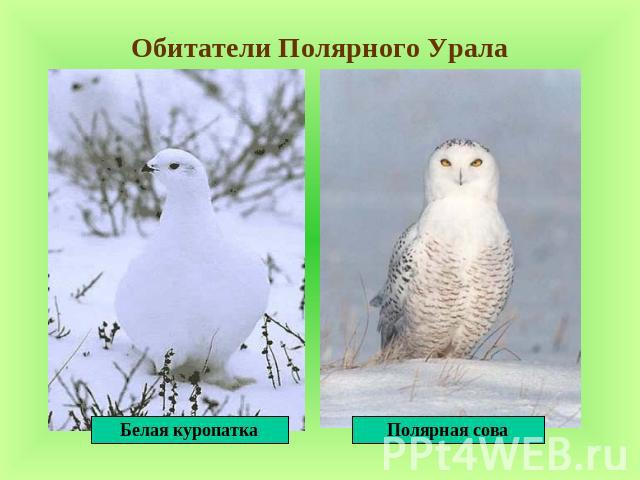 Обитатели Полярного Урала Белая куропаткаПолярная сова