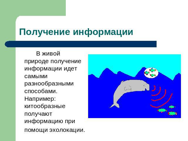 Получение информации В живой природе получение информации идет самыми разнообразными способами. Например: китообразные получают информацию при помощи эхолокации.