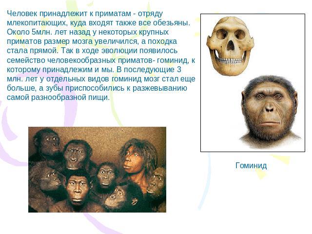 Человек принадлежит к приматам - отряду млекопитающих, куда входят также все обезьяны. Около 5млн. лет назад у некоторых крупных приматов размер мозга увеличился, а походка стала прямой. Так в ходе эволюции появилось семейство человекообразных прима…
