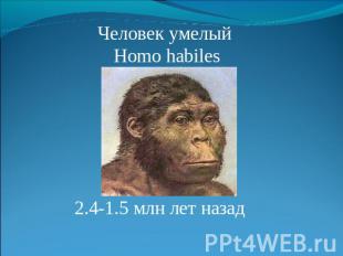 Человек умелый Homo habiles 2.4-1.5 млн лет назад