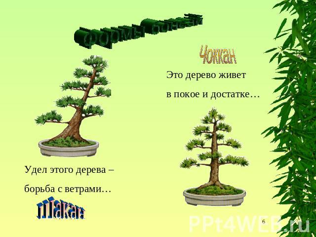 Формы бонсай ЧокканЭто дерево живет в покое и достатке…Удел этого дерева – борьба с ветрами…Шакан