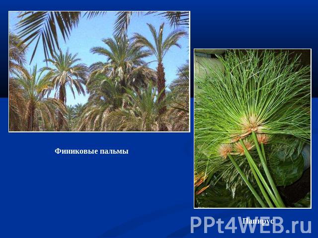 Финиковые пальмы Папирус