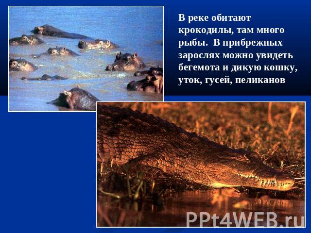 В реке обитают крокодилы, там много рыбы. В прибрежных зарослях можно увидеть бегемота и дикую кошку, уток, гусей, пеликанов
