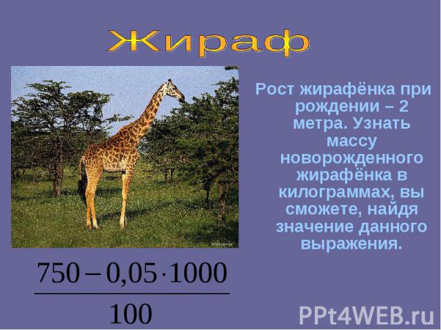 Жираф Рост жирафёнка при рождении – 2 метра. Узнать массу новорожденного жирафёнка в килограммах, вы сможете, найдя значение данного выражения.