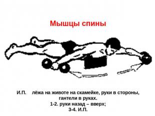 Мышцы спины  И.П. лёжа на животе на скамейке, руки в стороны, гантели в руках.1-