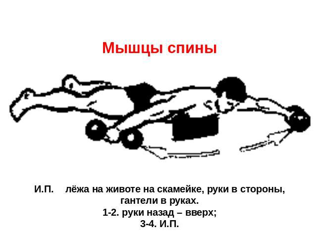 Мышцы спины  И.П. лёжа на животе на скамейке, руки в стороны, гантели в руках.1-2. руки назад – вверх;3-4. И.П.   