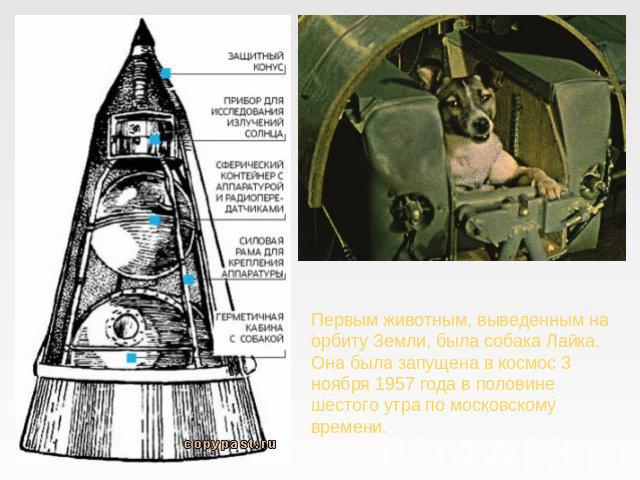 Первым животным, выведенным на орбиту Земли, была собака Лайка. Она была запущена в космос 3 ноября 1957 года в половине шестого утра по московскому времени.