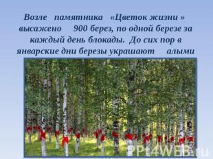 Возле памятника «Цветок жизни » высажено 900 берез, по одной березе за каждый де