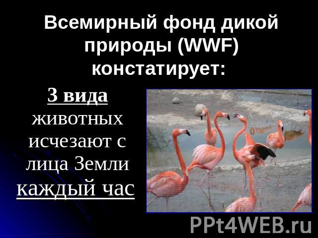 Всемирный фонд дикой природы (WWF) констатирует: 3 вида животных исчезают с лица Земли каждый час
